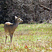 White-tail deer in our park