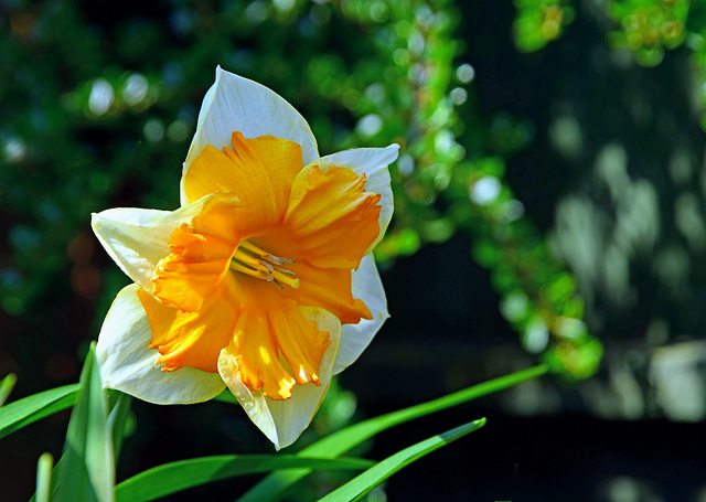 Butterfly Daffodil