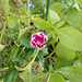 wpd[25] / gdn[25] - opening