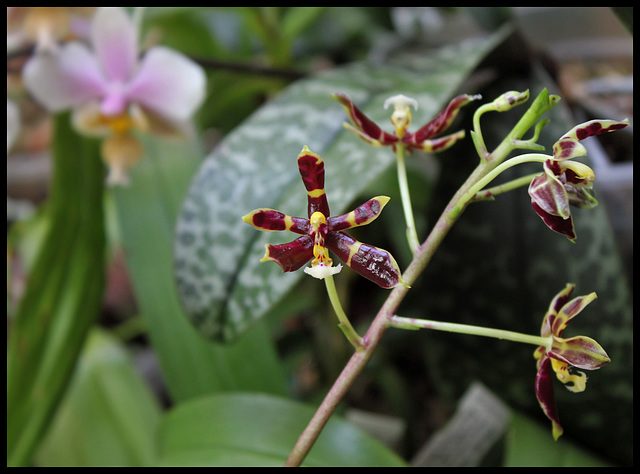 Phalaenopsis mannii Black