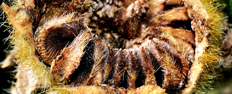 Hollyhock Seedhead