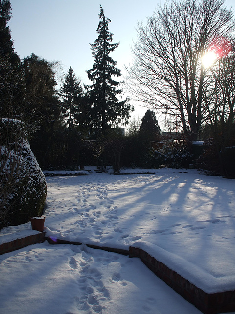 Fulbourn garden 2012-02-11 009