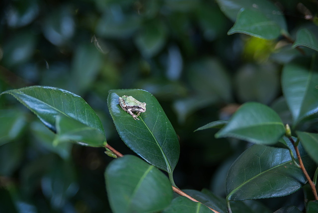 Tree frog