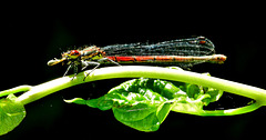 Large Red Damselfly. Pyrrhosoma nymphula