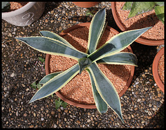 Agave americana variegata (2)