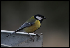 Mésange charbonnière