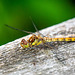 Common darter