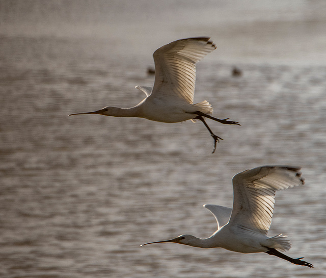 Spoonbills in flight10