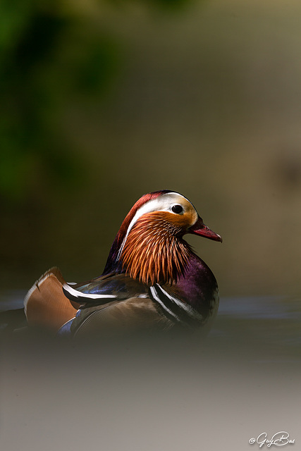 4970 Canard mandarin