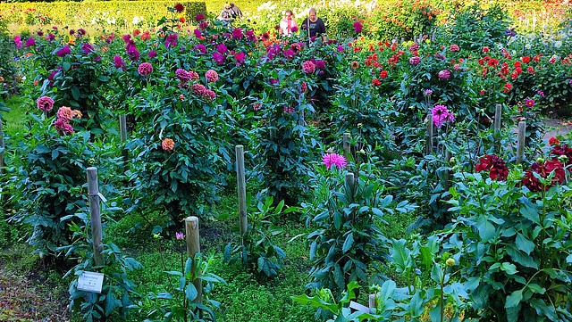 Dahliengarten im Altonaer Volkspark