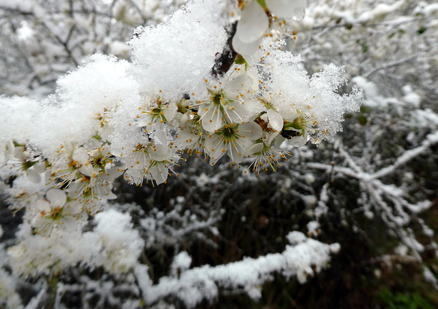 Frühlingsblüten im Schneemantel