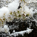 Frühlingsblüten im Schneemantel