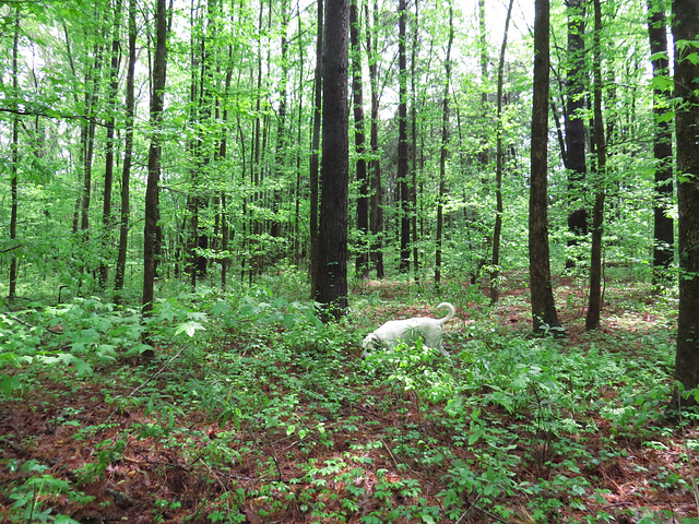 Forest landscape in spring