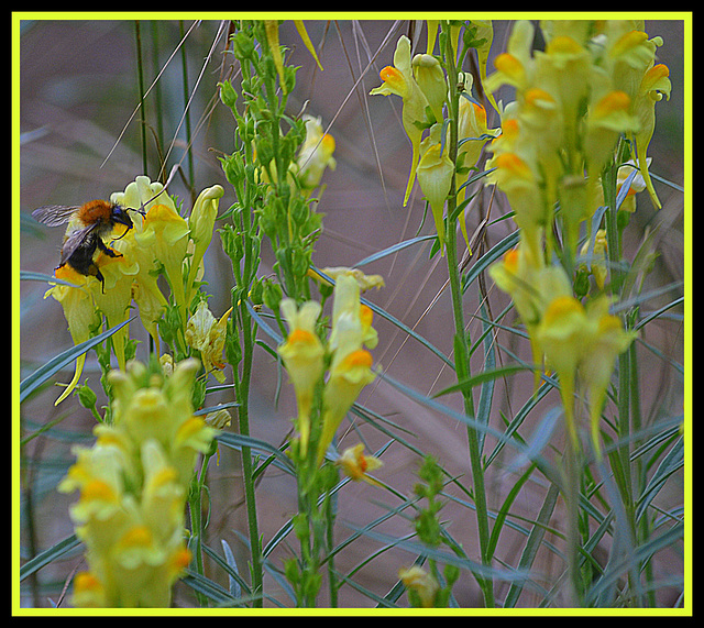 Linaria Vulgaris (Vlas leeuwenbekje)