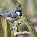 Great Tit - Parus major