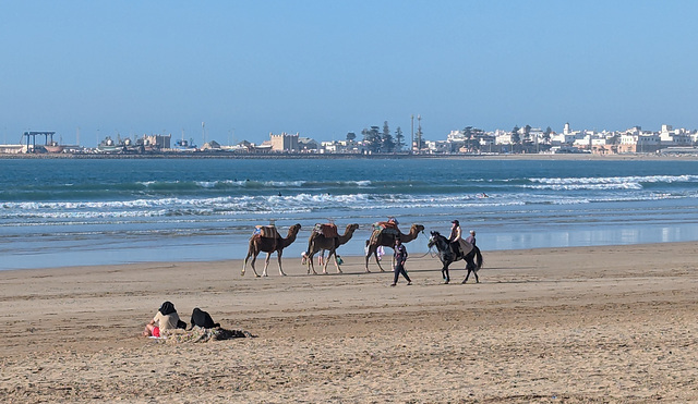 Trois dromadaires et un cheval sur la plage