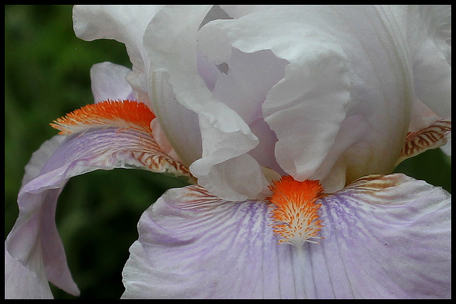 Effervescence (4)