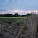 Paddy field in the twilight