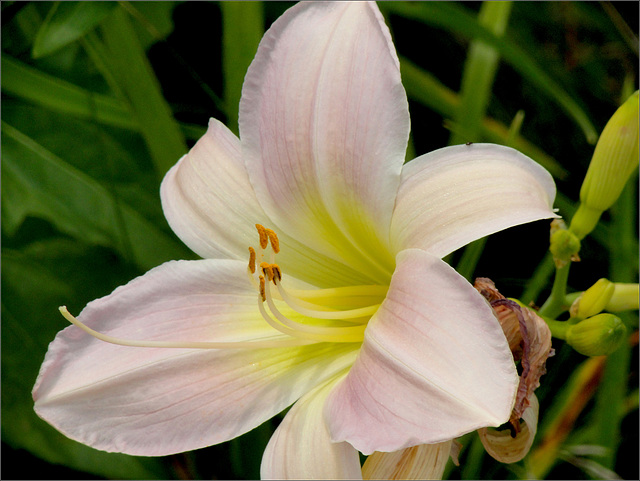 Daylily