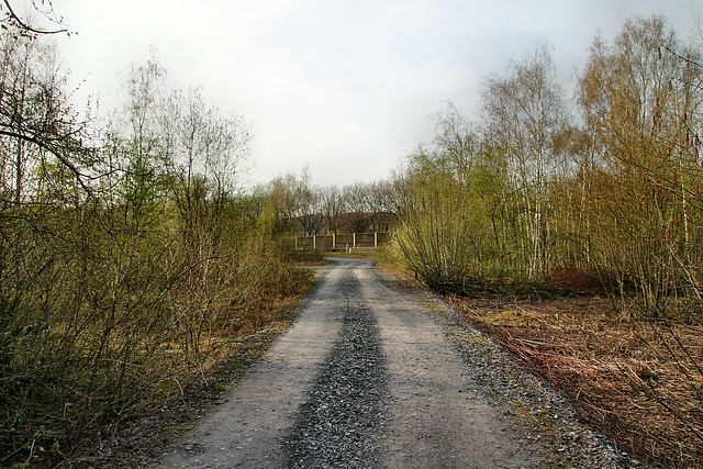 Brache Vondern (Oberhausen-Osterfeld) / 8.04.2018