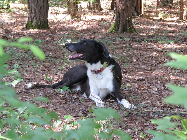 Garip resting in the forest