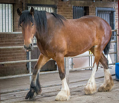 At Cotebrook shire horse centre.8jpg