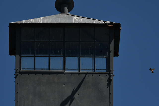 Swallow Reflection on the Tower