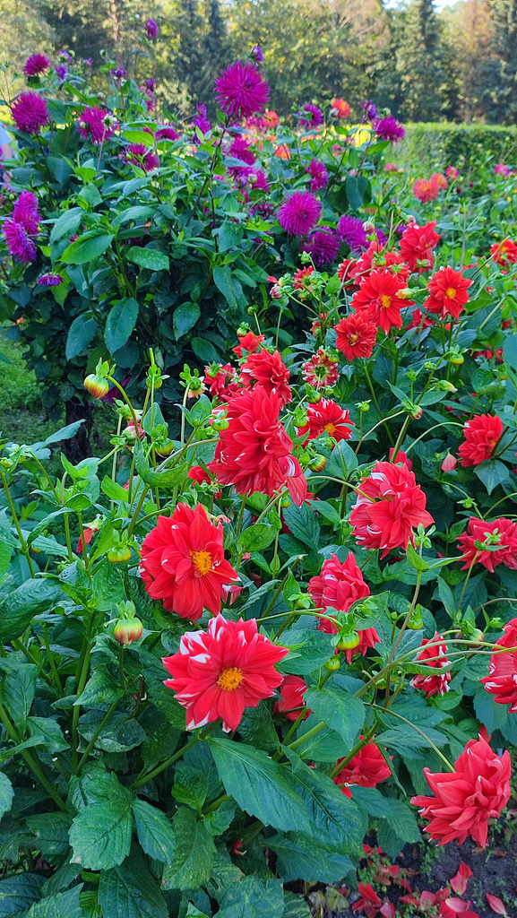 Dahliengarten im Altonaer Volkspark