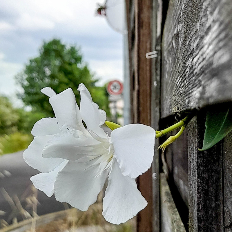 une fleur ? des bois