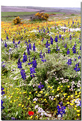 Spring in The Galilee