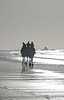 Dromadaires sur la plage / Dromedaries