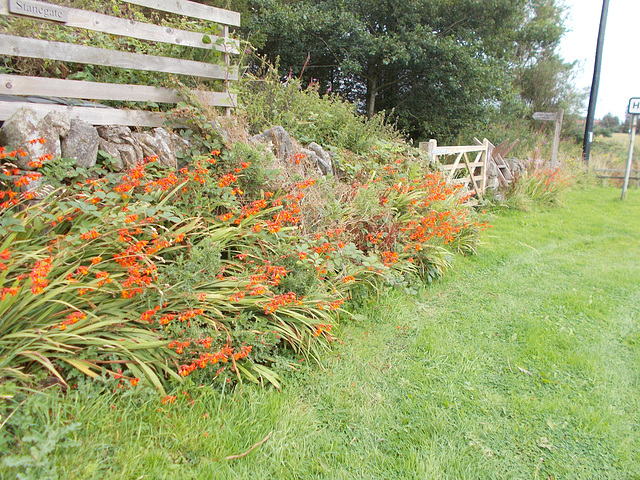 wpd[25] / gdn[25] - monbretia