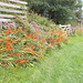wpd[25] / gdn[25] - monbretia