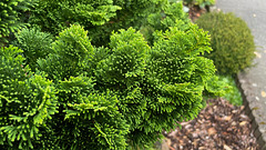 Green in Monochrome: Green (1) Green in Monochrome: Green (1)