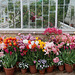 Tulips and greenhouse
