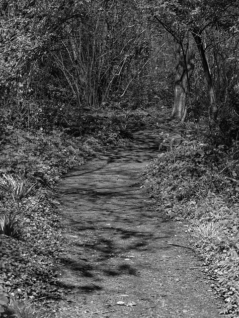 A Woodland path for Black and White Friday