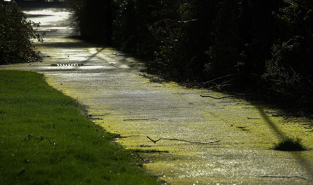 Moss,Light And A Clump!!
