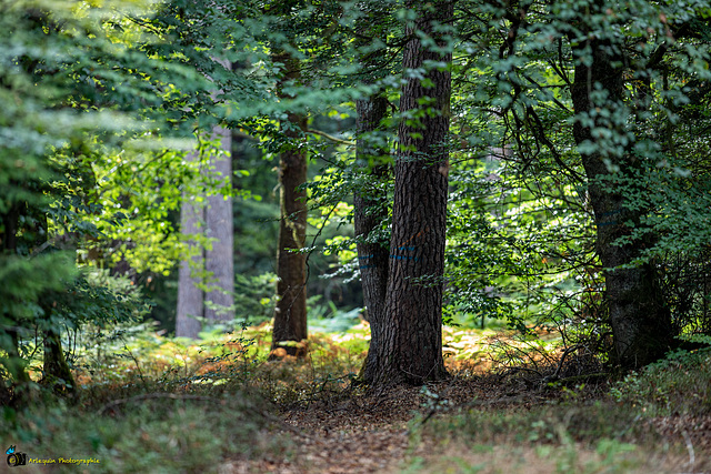 Spätsommerlicher Wald