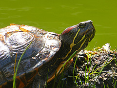 Roodwangschildpad