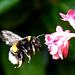 Hummel im Anflug auf eine Blüte