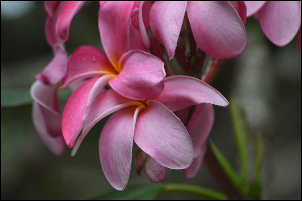 Plumeria at Koko Head Botanical Gardens