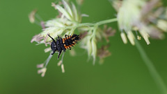 Larve de coccinelle