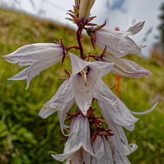 Ein Gruss aus der Natur
