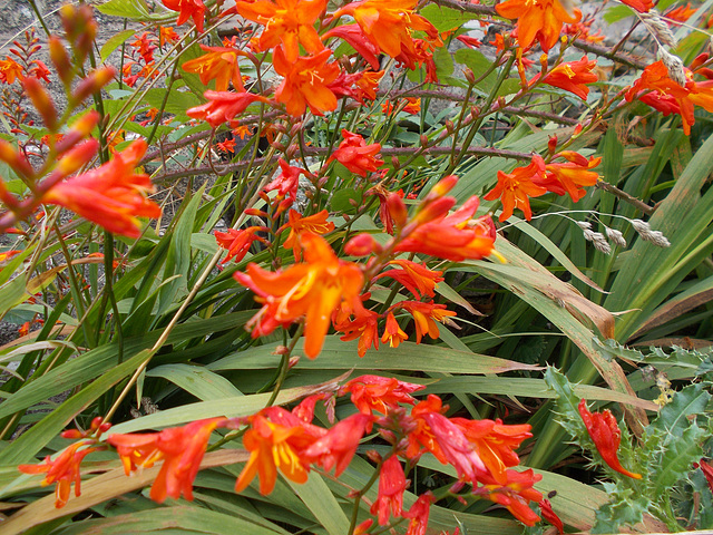 wpd[25] / gdn[25] - crocosmia close-up