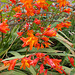 wpd[25] / gdn[25] - crocosmia close-up