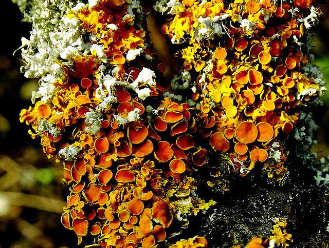 Lichen 1