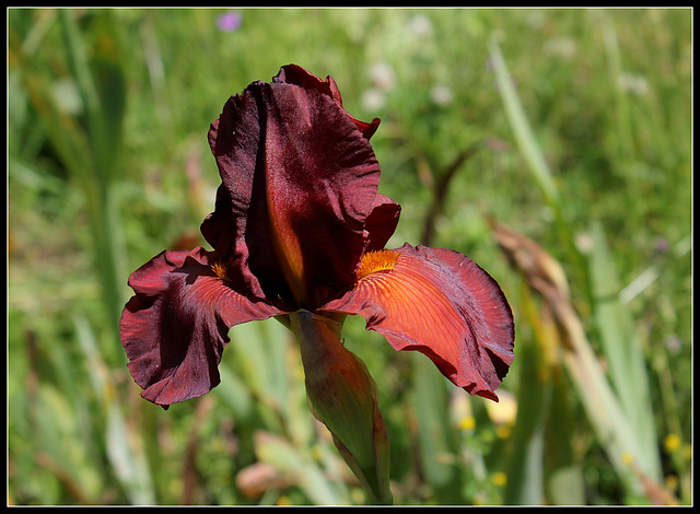 Dutch Chocolate (2)