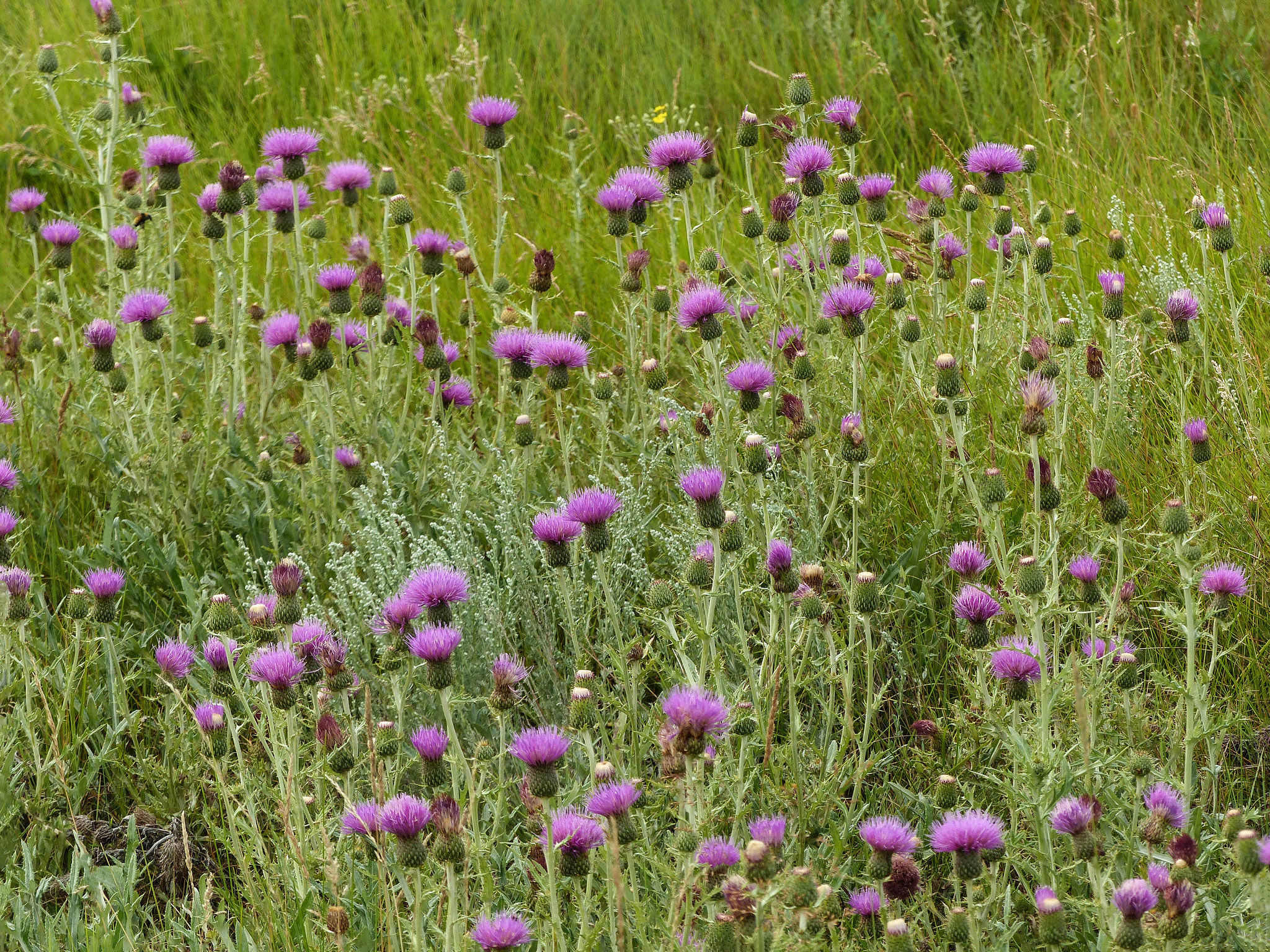 Thistles galore