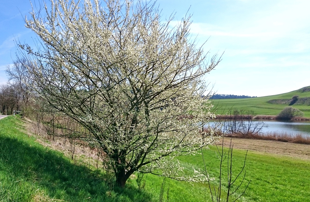 wilder Kirschbaum in voller Blütenpracht