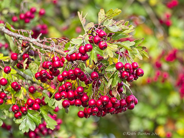 Hawthorn Berries